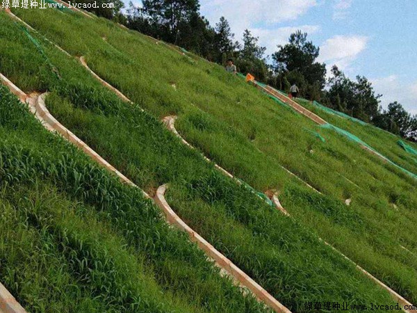 鐵路路基護坡綠化工程應(yīng)用