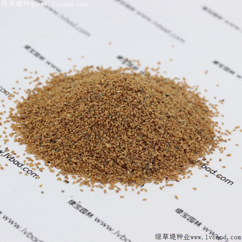 美麗月見(jiàn)草