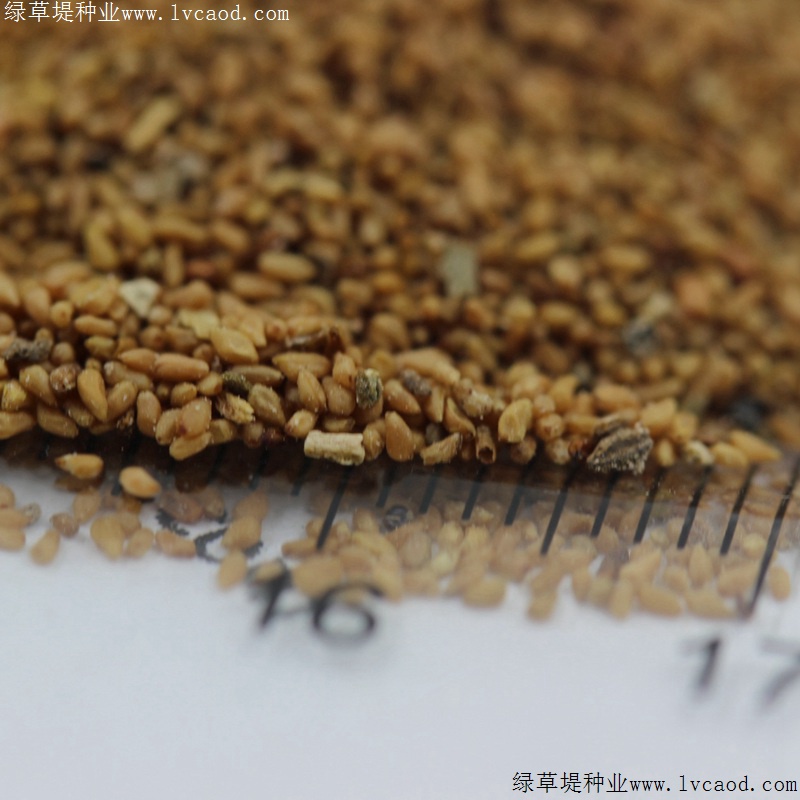 美麗月見(jiàn)草