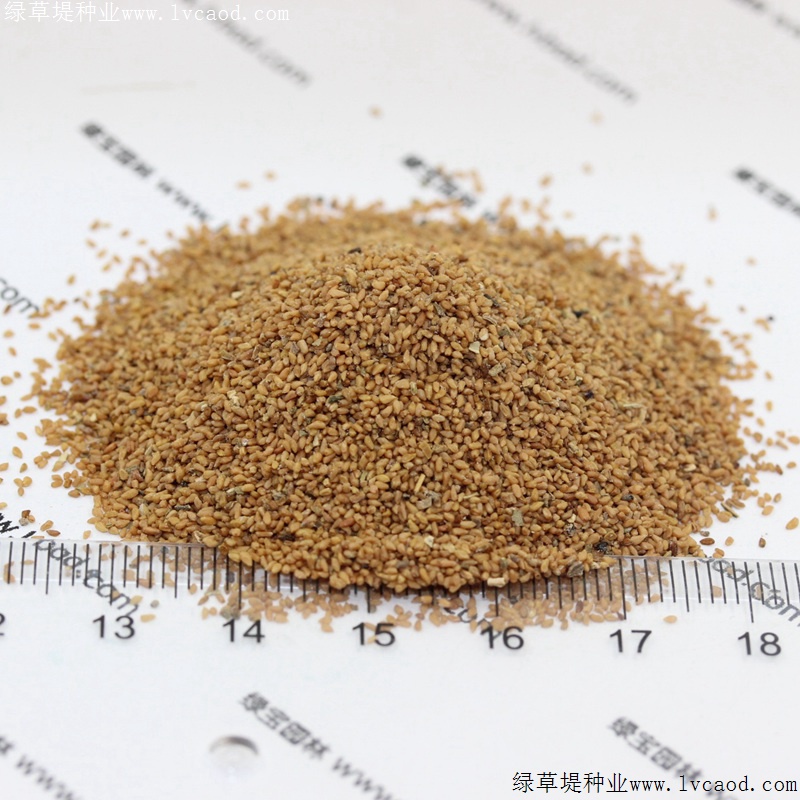 美麗月見(jiàn)草