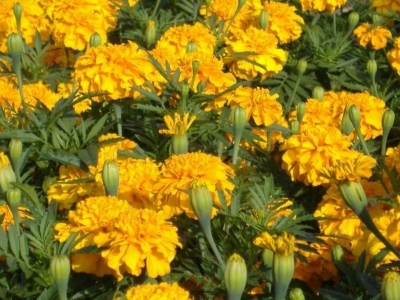 黃菊花種子