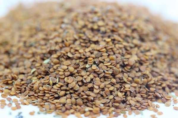 香雪球種子 香雪球種子