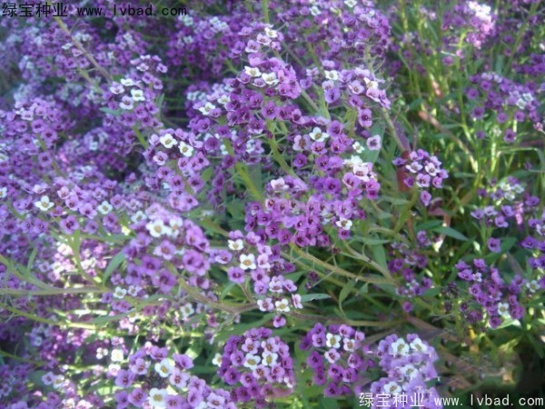 香雪球種子 香雪球種子