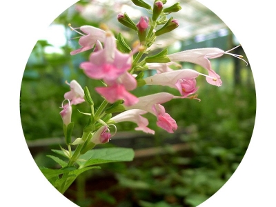 粉萼鼠尾草種子的市場(chǎng)價(jià)格是多少？