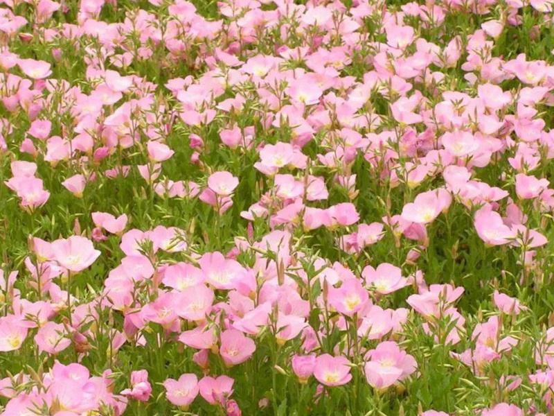 美麗月見(jiàn)草