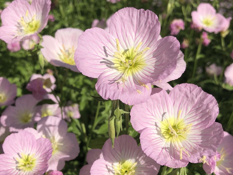 美麗月見(jiàn)草