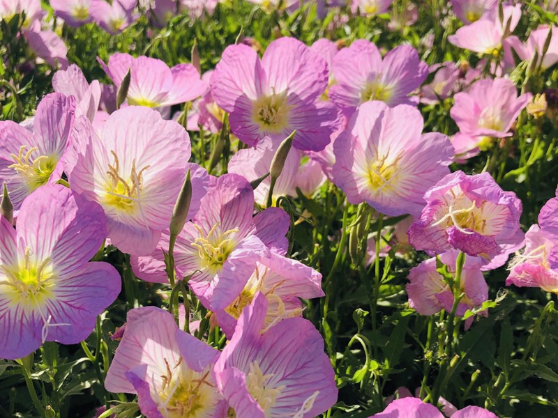 美麗月見(jiàn)草