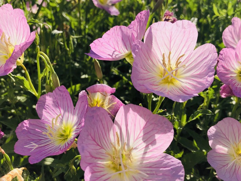 美麗月見(jiàn)草