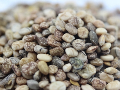 羽扇豆種子應該去哪里購買？