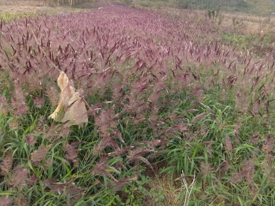糖蜜草種子應該去哪兒買？