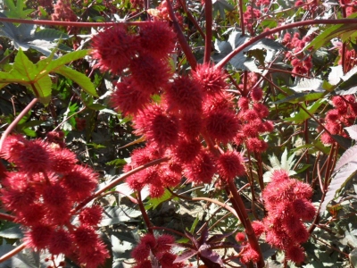 紅色蓖麻種子每平方米的播種量是多少？