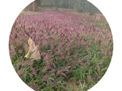 糖蜜草種子可以去哪里批發(fā)？