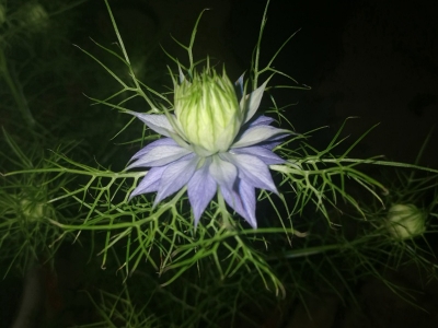 黑種草種子可以去哪里批發(fā)？