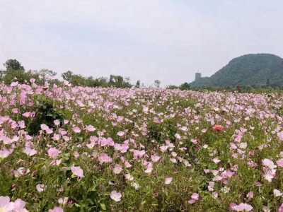 美麗月見草種子的播種量是多少？