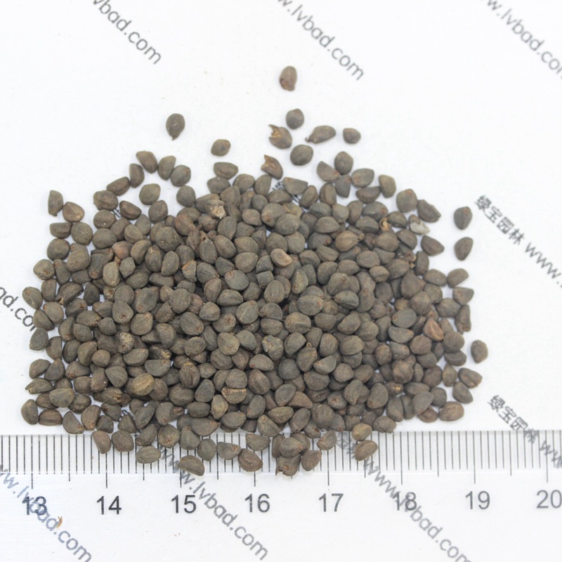 1599573459210134.jpg 鶯羅 (6).JPG