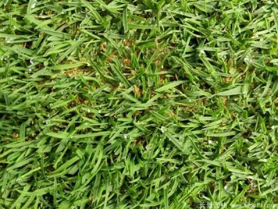 結縷草種子怎么催芽？