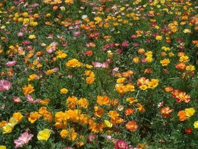 花菱草種子耐寒么？