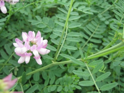 小冠花種子的種植方法，什么時(shí)候播種？