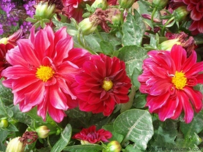 小麗花種子多久發(fā)芽，怎么播種