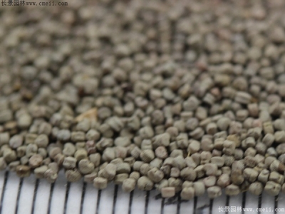 矮雪輪種子的種植方法和時(shí)間