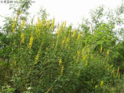  豬屎豆種子多少錢一斤？