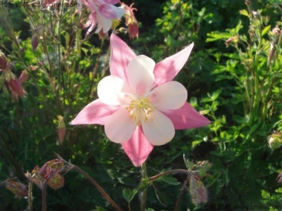 小花耬斗菜種子多少錢一斤？