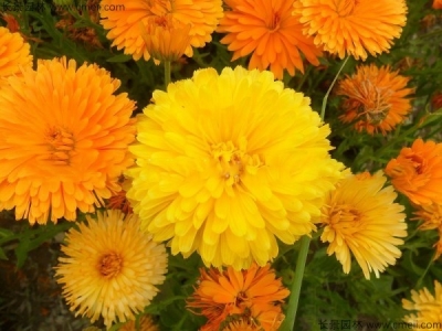 金盞菊種子幾天發(fā)芽？