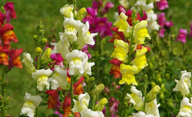 1628942117725085.jpg image.jpg