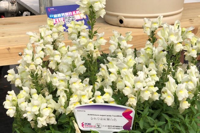 1628942124332753.jpg image.jpg