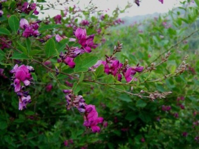 胡枝子種子播種多長時間能發(fā)芽