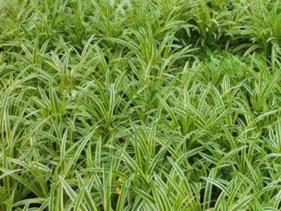 哪里能種植金邊麥冬草？