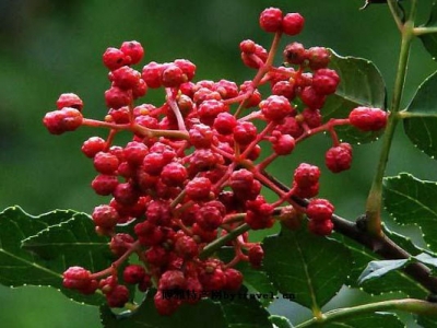 花椒種子冬天能種嗎？