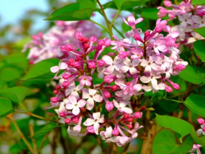 丁香種子播種后多長(zhǎng)時(shí)間發(fā)芽？