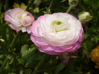 花毛茛幼苗多少錢？