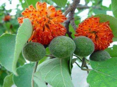 構(gòu)樹(shù)種子幾月成熟？