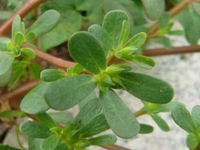 馬齒莧種子可以用水泡幫助發(fā)芽嗎？