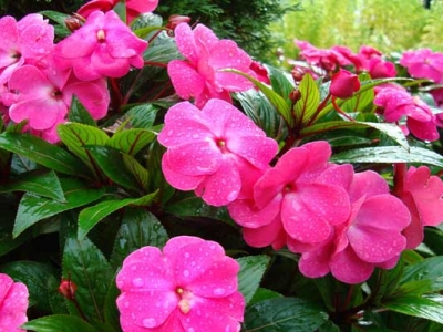鳳仙花種子七月可以種嗎？