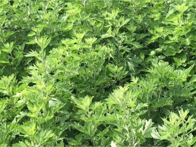 艾草種子六月可以播種嗎？