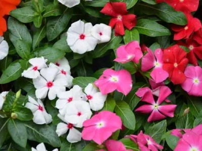 長春花種子可以直接播種嗎？