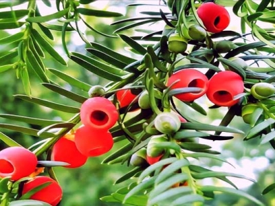 6月可以種植紅豆杉種子嗎？