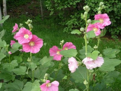 蜀葵種子播種多久開花？