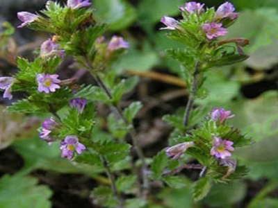 蝦塘冬季小米草的種植時(shí)間是幾月？