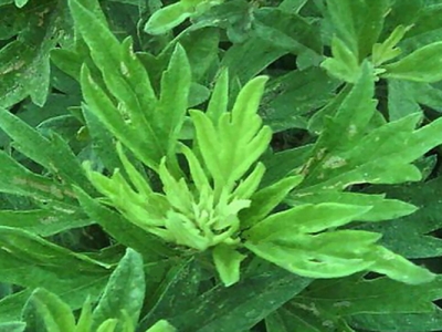 艾草種子什么時(shí)候種植？