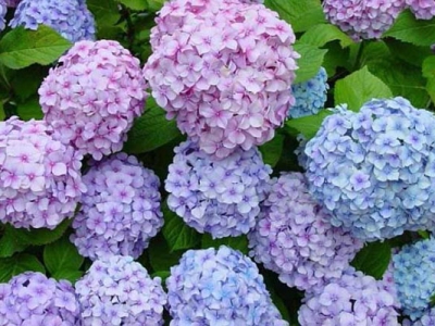 繡球花種子幾天發(fā)芽？