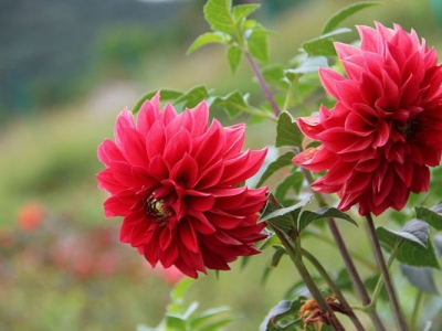 大麗花種子幾天發(fā)芽？