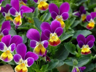三色堇種子幾天發(fā)芽？