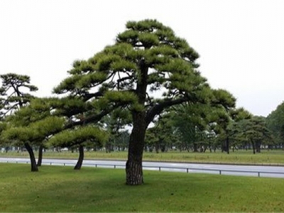 黑松種子幾天發(fā)芽？