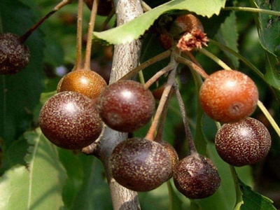 杜梨種子催芽幾天出芽？