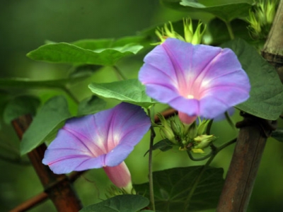 牽?；ǚN子幾天發(fā)芽出苗？