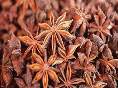 茴香種子幾天發(fā)芽？